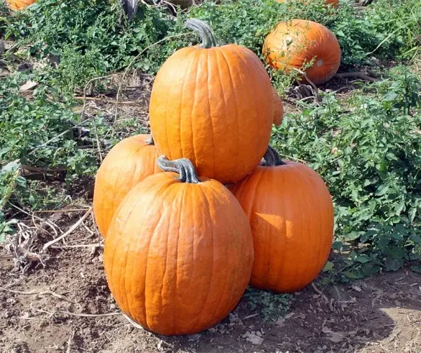 Jason F1 Halloween pompoenzaden.webp