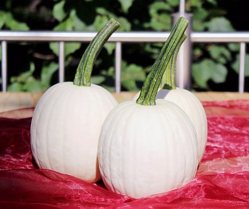 Snow drop F1 PMT 50 zaden Witte kleine pompoen zaden  250-400gr