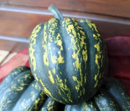 Starry Night F1 PMT Acorn pompoenzaden