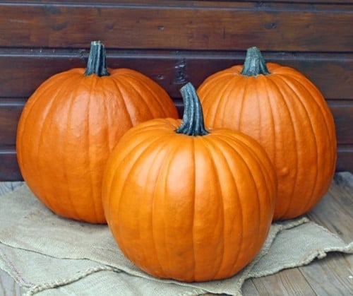 The Boss F1 PMT Halloween 250 Grote halloweenpompoenzaden