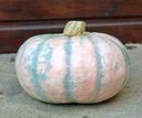 Winter Blush F1 Roze eetpompoenzaden 250 