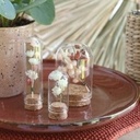 Mini Dome Ø2 h.7 cm set 12 stolpje met kurk voor geschenken [ zijn LEEG!]