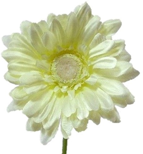 Gerbera 54 cm Creme zijde bloemen / st