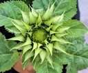 Helianthus SunFill groen F1 250 zaden Zonnebloemzaden