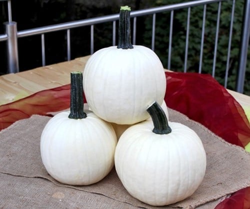 Homestyle F1 PMT halloweenpompoenzaden, zaden kleinverpakking pompoenzaden