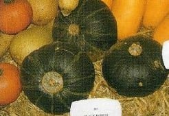 Black forest kabocha pompoen 250 zaden