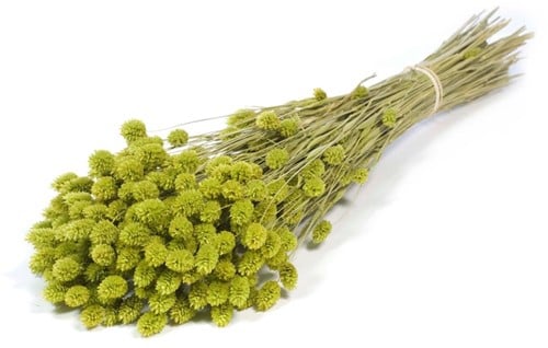 Phalaris Groen droogbloemen