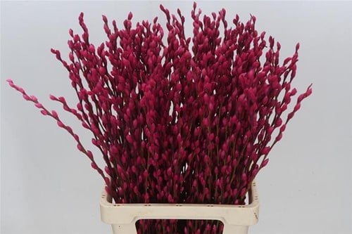 Katjeswilg Gekleurde Wilgenkatjes Salix Cerise bundel 10 stuks