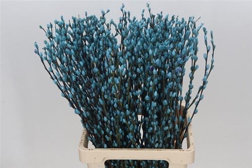 Katjeswilg Gekleurde Wilgenkatjes Salix Lichtblauw bundel 10 stuks