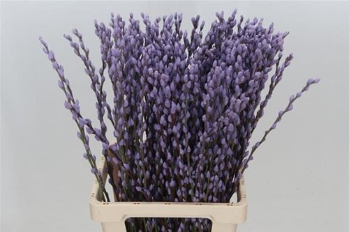 Katjeswilg Gekleurde Wilgenkatjes Salix Milka Lila bundel 10 stuks