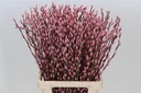 Katjeswilg Gekleurde Wilgenkatjes Salix Nieuw Roze bundel 10 stuks