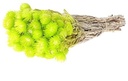 Capblumen Kaapsbloemen bundel Lime Groen ca. 40 cm 35 stuks