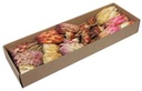 Protea de luxe assortiment Naturel doos 26 stuks