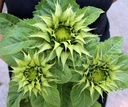 Helianthus SunFill Groen F1 Zonnebloemzaden 250 zaden