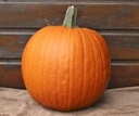 Hal. Eros F1 PMT Goede halloweenpompoen 5000 zaden