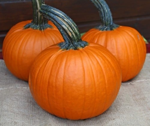 Jack of Hearts F1 PMT Halloweenpompoen kleinverpakking zaden