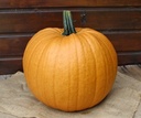 Spicy Mocha F1 PMT halloweenpompoen bijzondere kleur 50 zaden