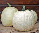 White Lightning F1 PMT Witte grote Halloweenpompoen 5.5-7 kg 1000 zaden