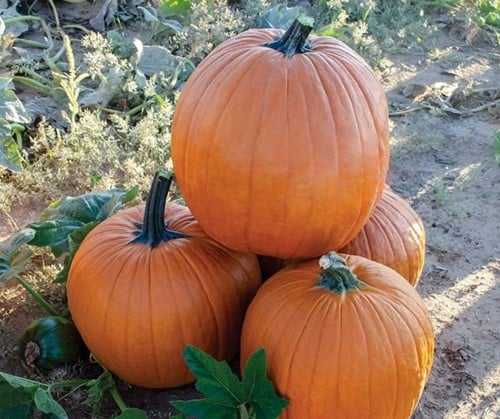 Sprinter F1 PMT Halloween pompoen 50 zaden