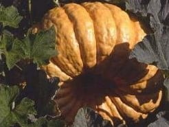 Atlantic Gigant reuzepompoen 320 zaden