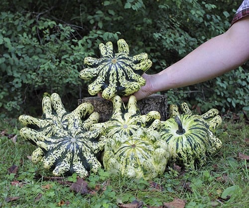 Deimos F1 Patisson pompoen 50 zaden