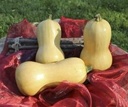 Butternut Granite F1 flespompoen