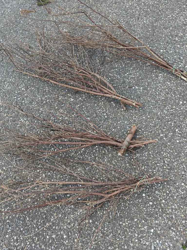 Takken vertakt Naturel coni Jesse bundel