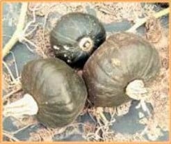 [A-001787] Buttercup Bitterroot pompoen 250 zaden