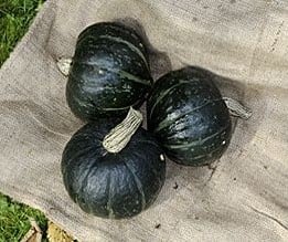 [A-010887] Alligator F1 Kabocha