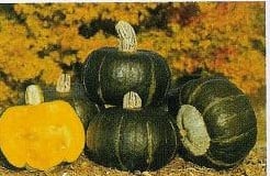 [A-018018] Bonbon buttercup pompoen basiseenheid