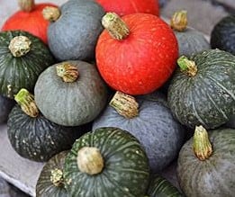 [A-023665-4] Shokichi Shiro F1 Mix pompoen 250 zaden