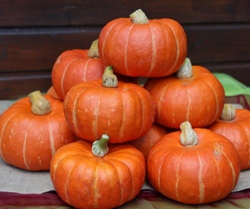 [A-023682-4] Marmito F1 Kabocha Buttercup 250 zaden