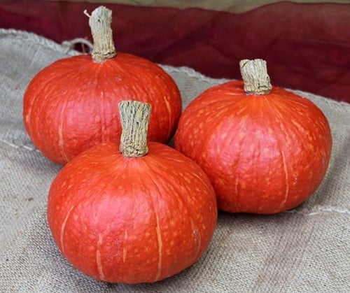 [A-023699-5] Rotorua F1 Hokkaido pompoen 1000 zaden