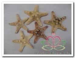 [A-010943] Zeester Philippine 5-7 cm 25 stuks
