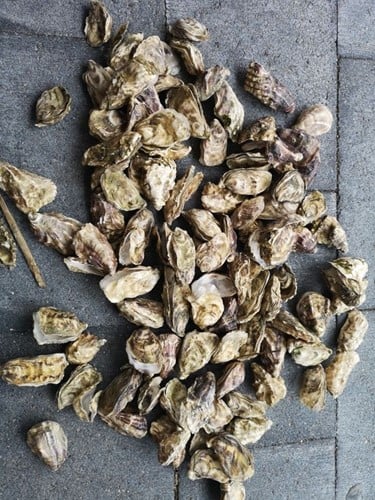 [A-014216] Oesterschelpen fijn 500 gram 