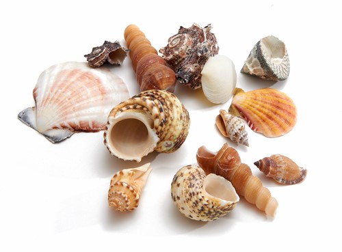 [A-018869] Schelpenmix Large 1 kilo