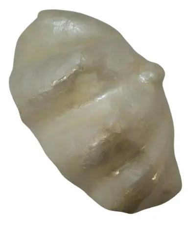 [A-018923] Capiz Clam Plate schelpen Natural 30x17x13 cm