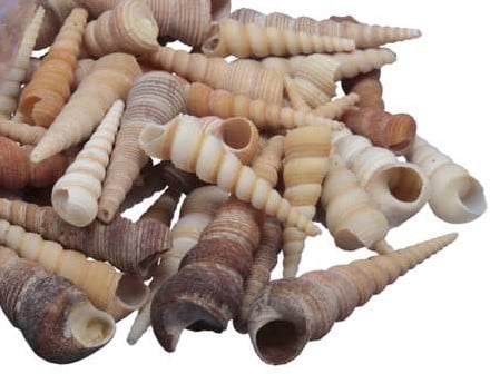 [A-019868] Terebra Kerela Screw Schelpen Bruintinten 1 kilo