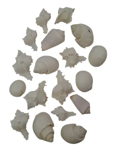 [A-023989] Schelpenmix 4 soorten Wit ca. 200 gram 