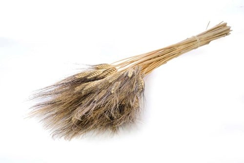 [A-013865] Triticum Black Wisps droogbloemen per bundel