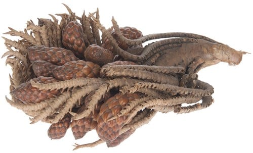 [A-014087] Tika stronk met pods en dennenappels per stuk