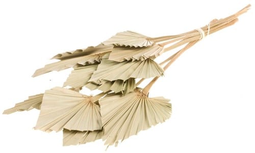 [A-019166] Palmspear Palm Blad 10 stuks
