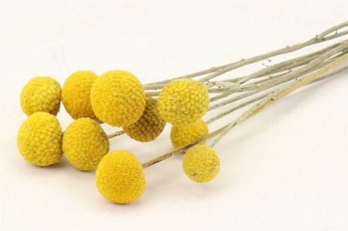 [A-019509] Craspedia Trommelstokjes Extra 10 stuks Natural Yellow Geconserveerde Droogbloemen