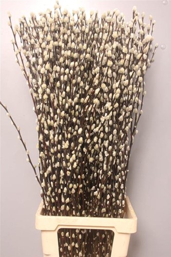 [A-023858] Katjeswilg Wilgenkatjes Salix Snow Flake bundel 10 stuks