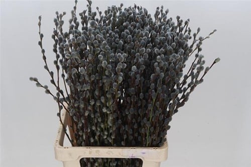 [A-023897] Katjeswilg Gekleurde Wilgenkatjes Salix Grijs bundel 10 stuks