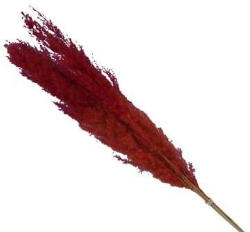 [A-025310] Pampasgras Two Tone Orange Rood 75 cm 5 stuks