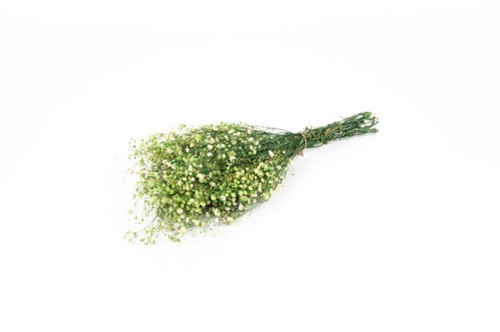 [A-025649] Geprepareerd Gepreserveerd Gipskruid Appelgroen 60 cm 55 gr