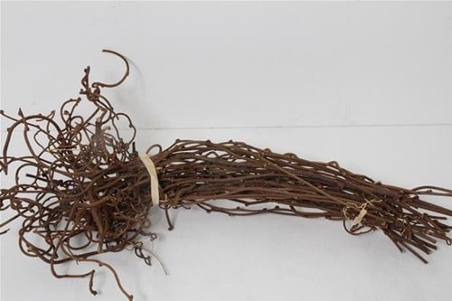 [A-027047] Kiwi Takken Natuurlijk Gekruld Bundel 55 cm