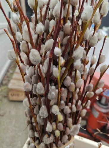 [A-027464] Katjeswilg Wilgenkatjes Salix 80 cm bundel 10 stuks