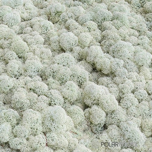 [A-016190] Rendiermos IJslandsmos Finlandsmos 15 kilo